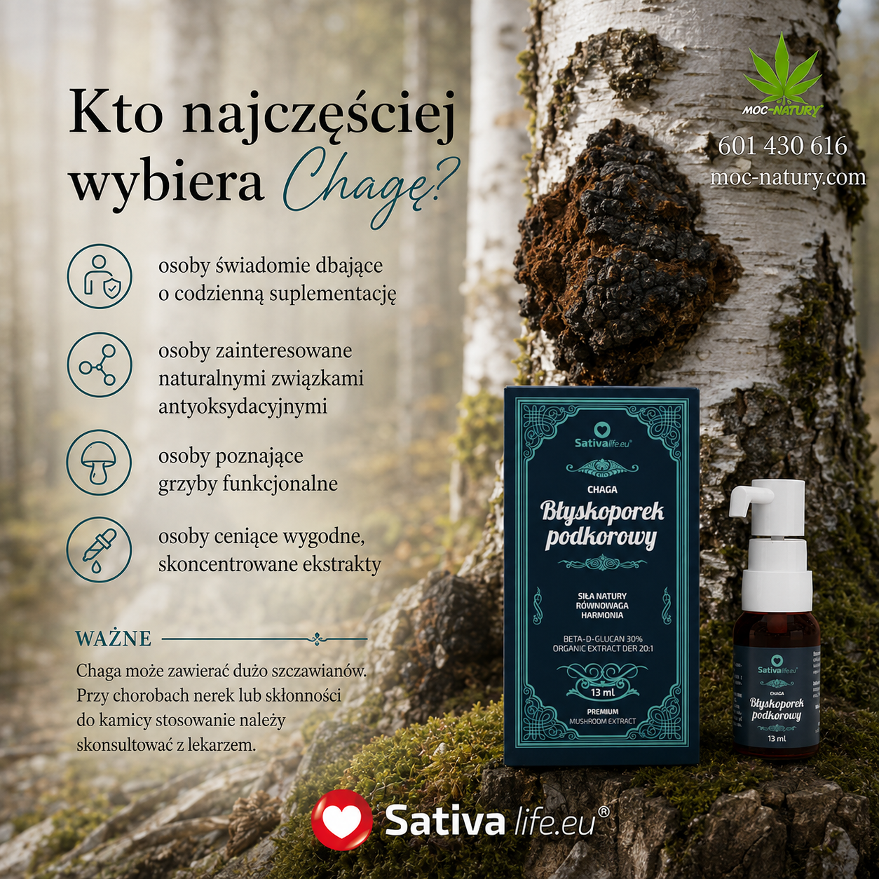 Chaga – błyskoporek podkorowy,