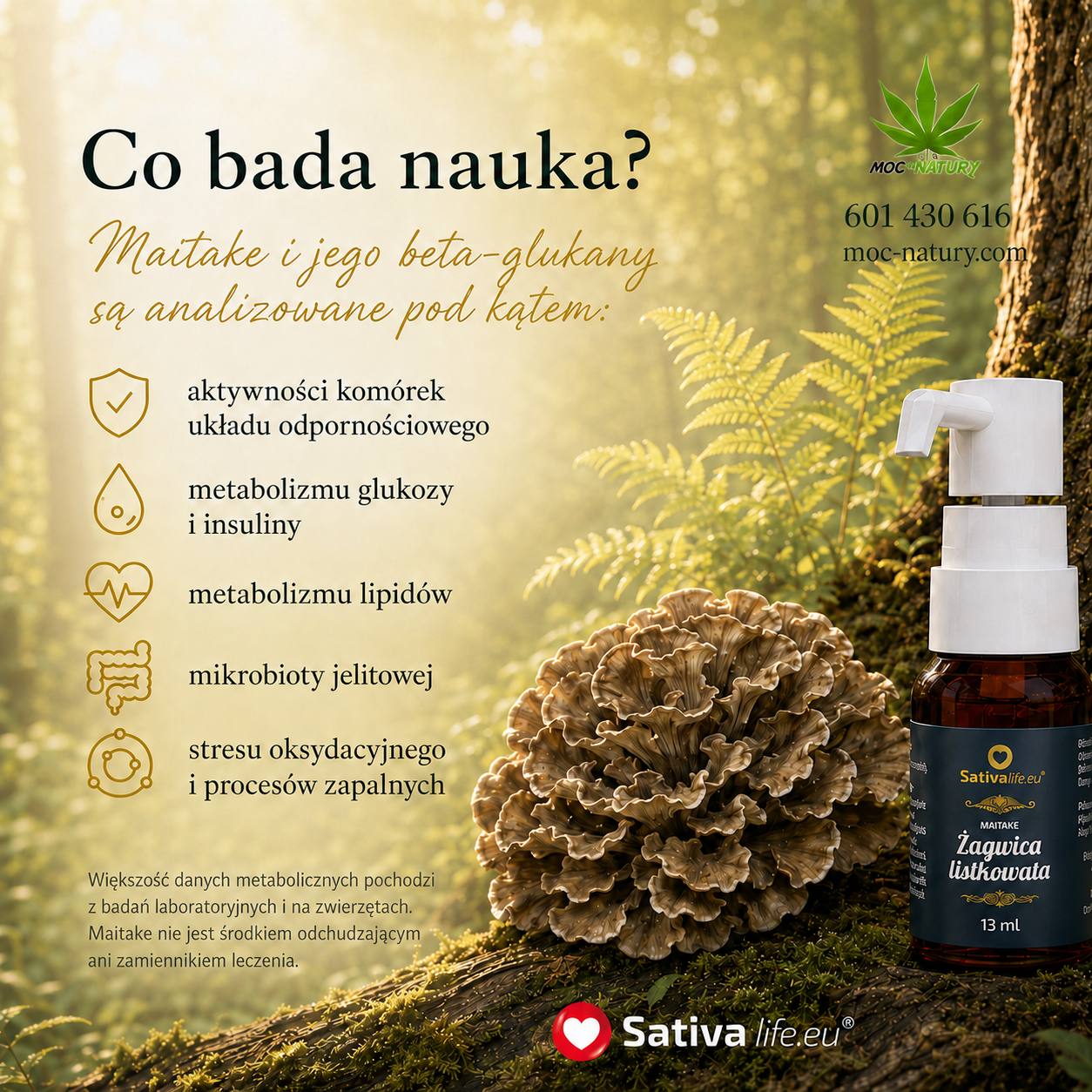 Maitake - żagwica listkwata - obrazek 4