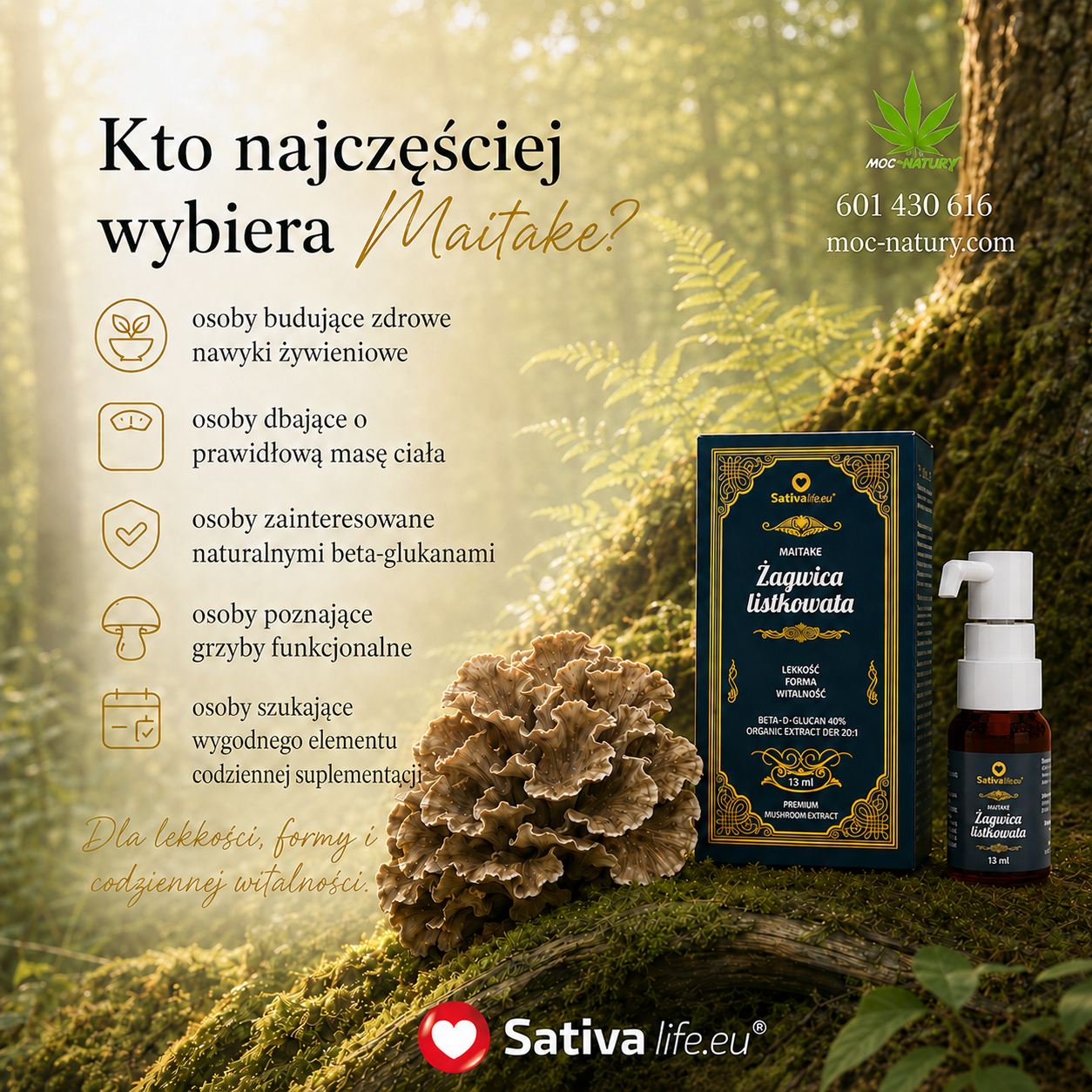 Maitake - żagwica listkwata - obrazek 3