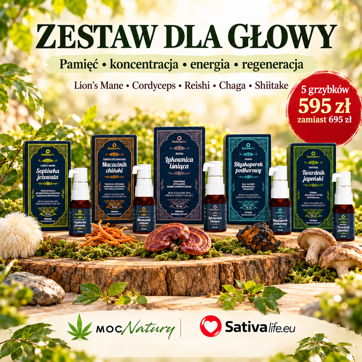zestaw grzybów na pamięć i koncentrację